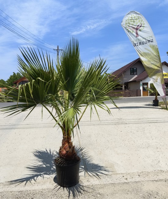 Palmier Washingtonia Ghiveci 25L