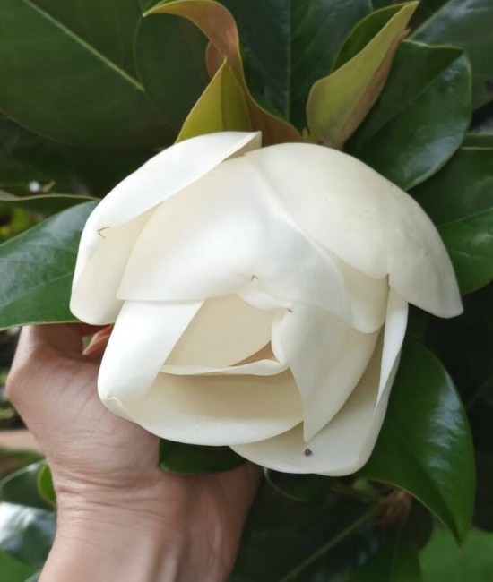 Magnolie Grandiflora Little Gem