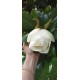 Magnolie Grandiflora Little Gem