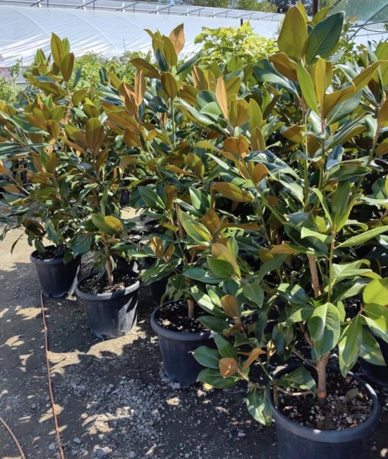 Magnolia Grandiflora Little Gem ghiveci 36
