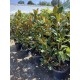 Magnolia Grandiflora Little Gem ghiveci 36