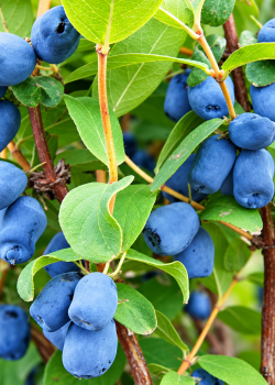 Afin siberian (radacina nuda)