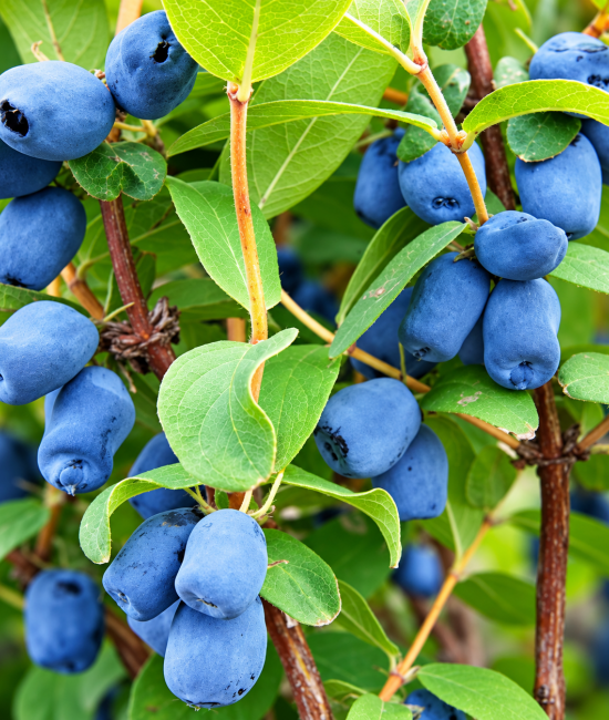 Afin siberian (radacina nuda)