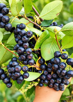Aronia Nero (radacina nuda)