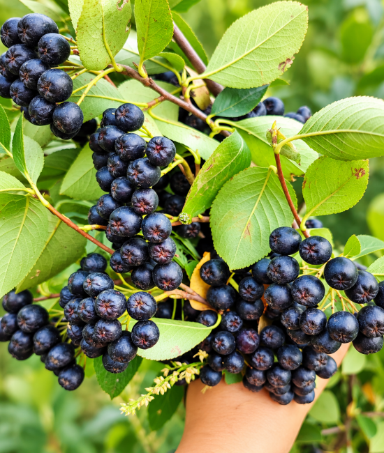 Aronia Nero (radacina nuda) Aronia Nero (radacina nuda)