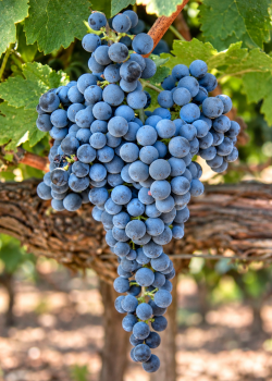 Vita de vie Cabernet Sauvignon (radacina libera) Vita de vie Cabernet Sauvignon (radacina libera)