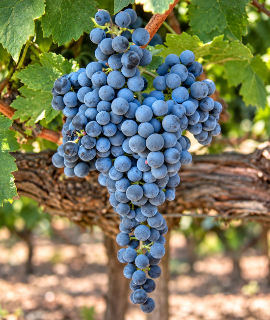 Vita de vie Cabernet Sauvignon (radacina libera)
