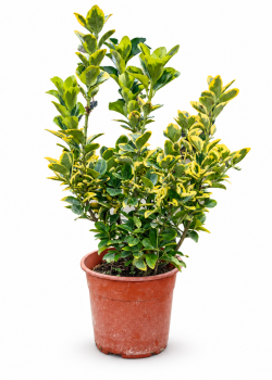 Evonimus aurea (Salba japoneza) Evonimus aurea (Salba japoneza)