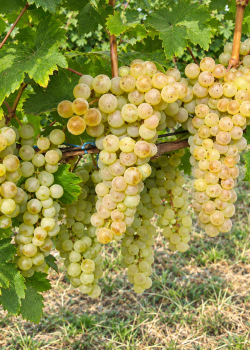 Vita de vie Feteasca Alba (radacina libera) Vita de vie Feteasca Alba (radacina libera)