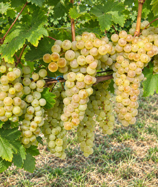 Vita de vie Feteasca Alba (radacina libera) Vita de vie Feteasca Alba (radacina libera)