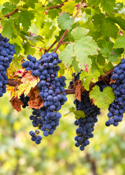 Vita de vie Feteasca Neagra (radacina libera) Vita de vie Feteasca Neagra (radacina libera)