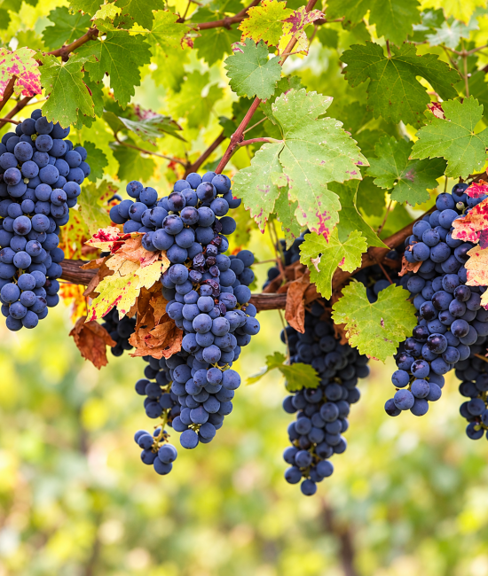 Vita de vie Feteasca Neagra (radacina libera) Vita de vie Feteasca Neagra (radacina libera)