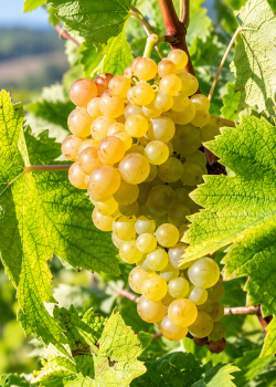 Vita de vie Feteasca Regala (radacina libera) Vita de vie Feteasca Regala (radacina libera)