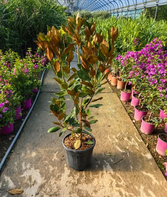 Magnolie Grandiflora Little Gem