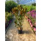 Magnolie Grandiflora Little Gem