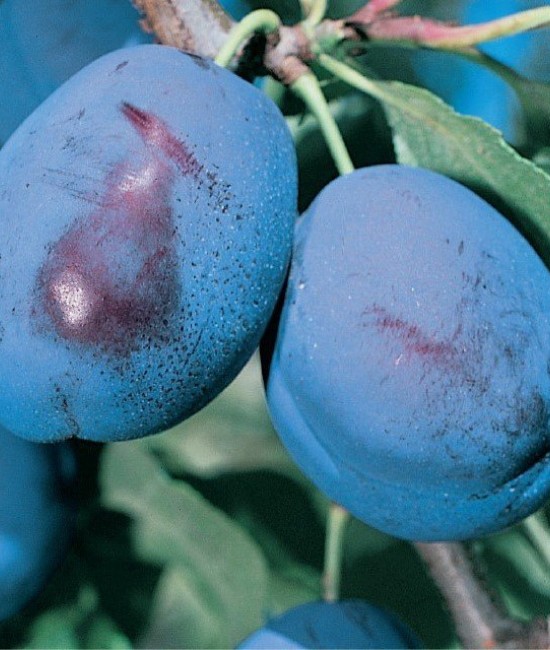 Prun Grossa di Felisio (radacina nuda)