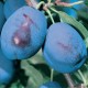 Prun Grossa di Felisio (radacina nuda)