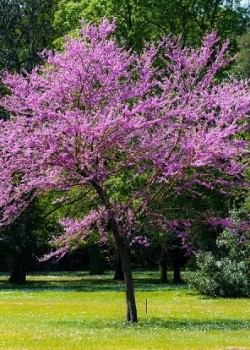 Arborele lui Iuda 30-50 cm
