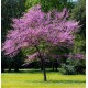 Arborele lui Iuda 30-50 cm