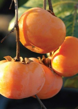 Kaki Jiro pe Rod (radacina nuda)