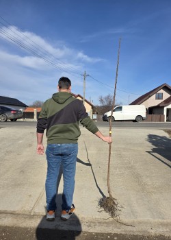 Kaki Ciocolatino pe rod (radacina nuda)