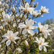 Magnolie Kobus ( alveolă )