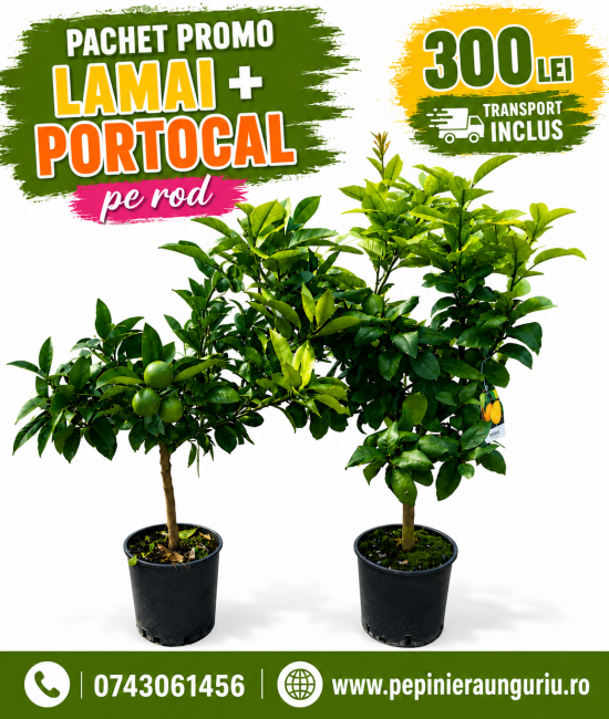 Pachet Promo Lamai+Portocal pe rod + Transport GRATUIT Pachet Promo Lamai+Portocal pe rod + Transport GRATUIT