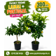 Pachet Promo Lamai+Portocal pe rod + Transport GRATUIT Pachet Promo Lamai+Portocal pe rod + Transport GRATUIT
