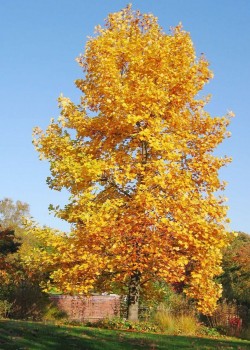 Arbore de lalea  (alveolă)