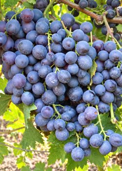 Vita de vie Muscat de Hamburg (radacina libera) Vita de vie Muscat de Hamburg (radacina libera)