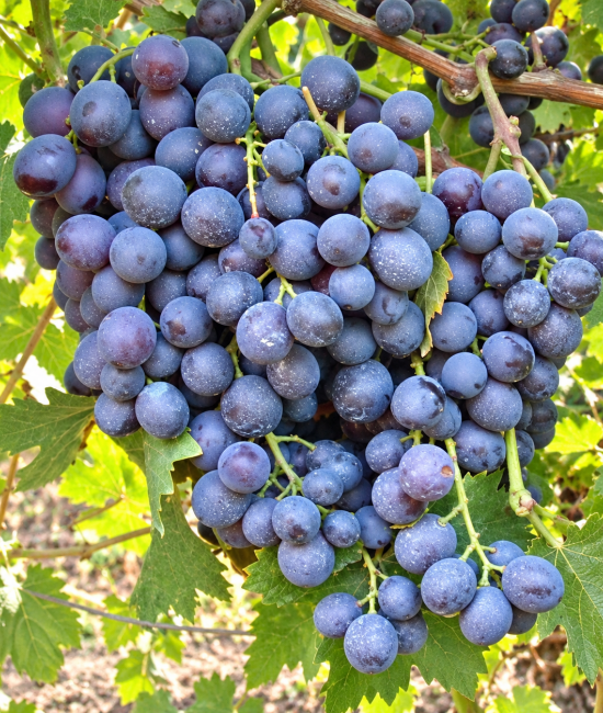 Vita de vie Muscat de Hamburg (radacina libera)