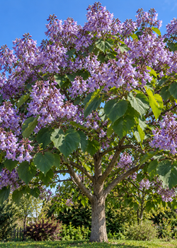 Paulownia (alveola)