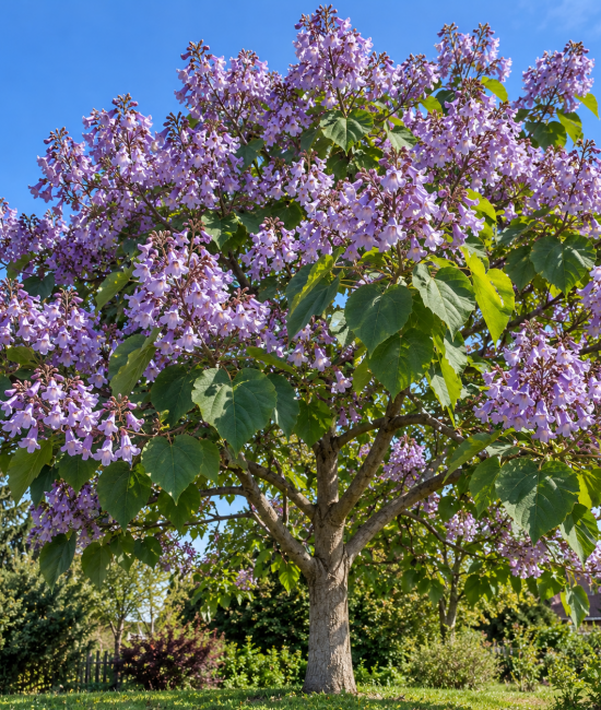Paulownia (alveola)
