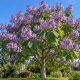 Paulownia (alveola)