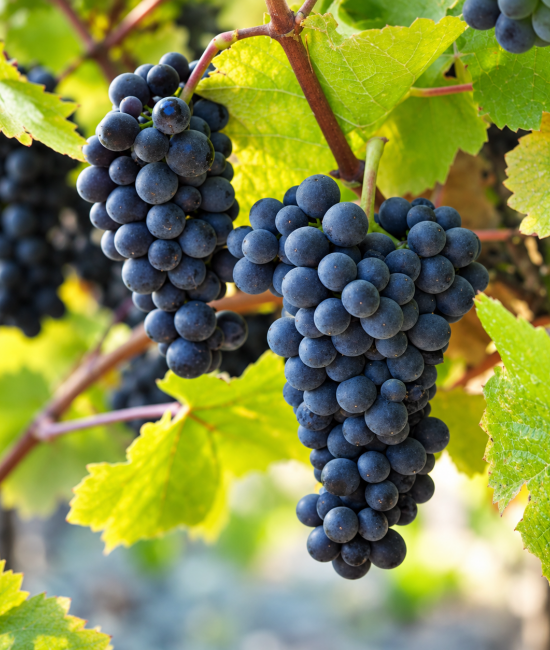 Vita de vie Pinot Noir (radacina libera)