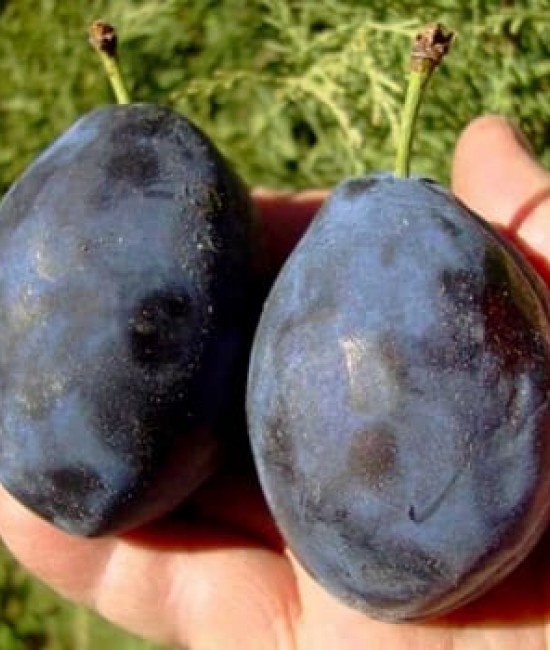 Prun Grossa di Felisio (radacina nuda)