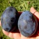 Prun Grossa di Felisio (radacina nuda)
