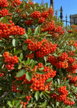 Pyracantha coccinea (alveola)