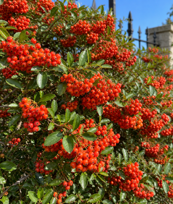 Pyracantha coccinea (alveola) Pyracantha coccinea (alveola)