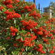 Pyracantha coccinea (alveola) Pyracantha coccinea (alveola)