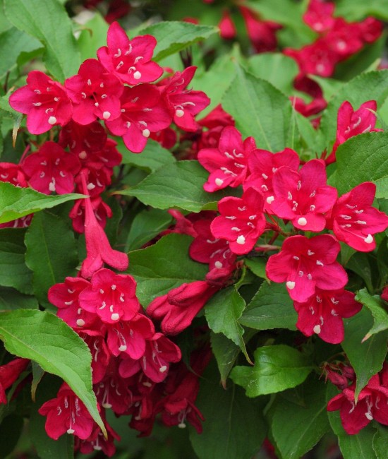 Weigela rosie Ruby 