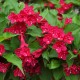 Weigela rosie Ruby 