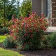 Weigela rosie Ruby 