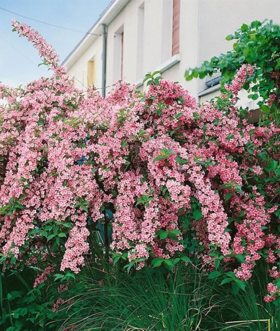 Weigela roz Rosea 
