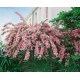 Weigela roz Rosea 