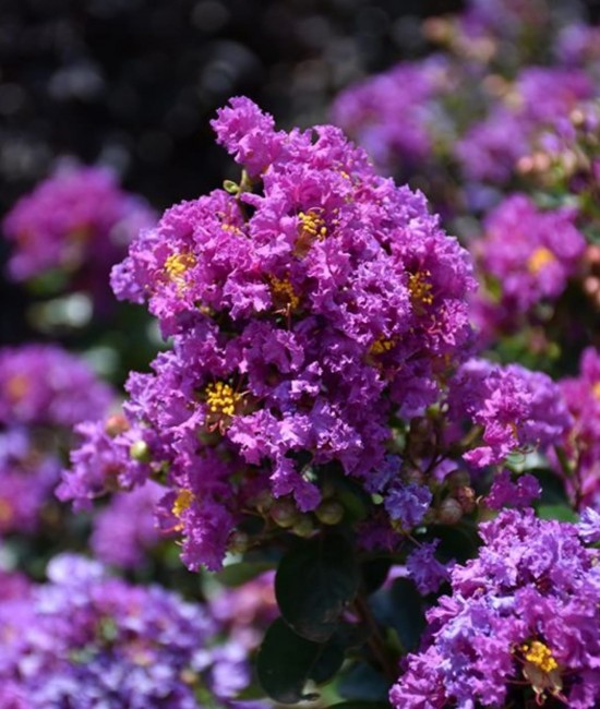 Lagerstroemia mov (Liliac indian)