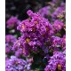 Lagerstroemia mov (Liliac indian)