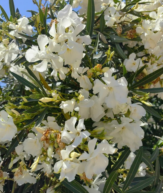 Leandru Alb 90-110cm (ghiveci)