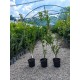 Weigela rosie Ruby 