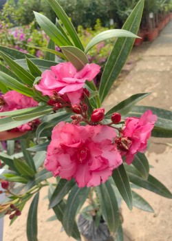 Leandru Roz Dublu 50-70cm (ghiveci)